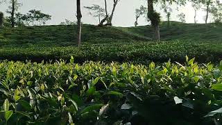 Ispahani tea Garden Srimangal [upl. by Bidget544]