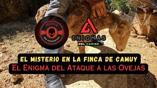 🔺El Misterio en la Finca de Camuy El Enigma del Ataque a las Ovejas⭕🐑 [upl. by Oirram]