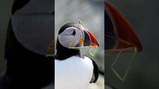 Atlantic puffin with a blade of grass [upl. by Mathilda]