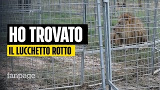 Leone scappa a Ladispoli il proprietario del Circo quotAbbiamo trovato il lucchetto rotto per terraquot [upl. by Anitsej]