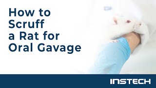 How to Scruff a Rat for Oral Gavage [upl. by Sanfo851]