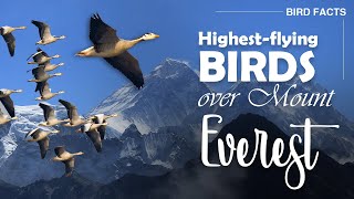 Barheaded Goose Facts  Bird Facts  Highestflying birds [upl. by Lemcke]