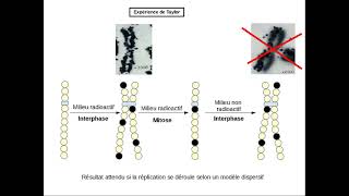 Expérience de Taylor et réplication de lADN [upl. by Macur]