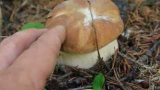 Porcini boletus edulis Washington state 2013 [upl. by Ahsiekyt]