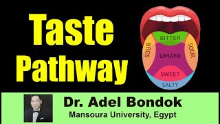 Taste Pathway Dr Adel Bondok [upl. by Aniraad]