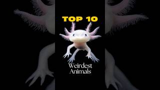 Top 10 Weirdest Animals You Wont Believe Exist [upl. by Chelton]