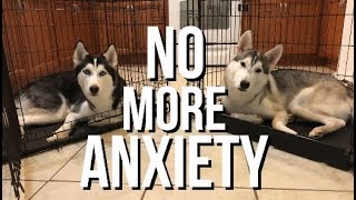 Crate Training A Dog With Separation Anxiety  Siberian Husky Training [upl. by Helsa805]