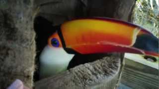 Toco Toucan Pacos New Nest Log [upl. by Josi]