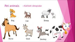 Parafillor  Wild Animals and Pet Animals  Kafshet e egra dhe kafshet shtepiake ne Gjuhen Angleze [upl. by Bryce29]