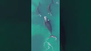 BALLENAS EN PUERTO MADRYN [upl. by Ihskaneem166]