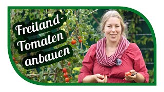 Tomaten anbauen ohne Gewächshaus oder Folientunnel 🍅 Die richtigen Sorten im Freiland Pflanzen [upl. by Frederick95]