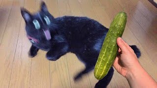 猫 VS きゅうりかわいい猫おもしろい猫【海外猫動画集】Cat VS Cucumber  Cute and Funny Cat MEMES【No12】 [upl. by Udenihc]