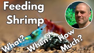 Feeding Cherry Shrimp  Answered WHAT WHEN amp HOW MUCH [upl. by Annaohj150]