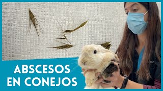 PROBLEMAS MÁS FRECUENTES EN CONEJOS LOS ABSCESOS 🐇 [upl. by Akined]