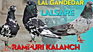 Lal Gandedar Rampuri Kalanch Aur Bhopali Lalsare Kabutar At Bhopal Pigeons Loft [upl. by Aenit431]