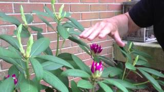 Rhododendron Care amp Pruning [upl. by Yerac]