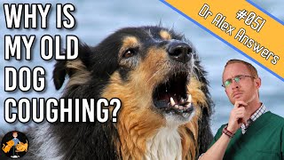 Why is My Old Dog Coughing and how to get to the bottom of it  Dog Health Vet Advice [upl. by Durwood]