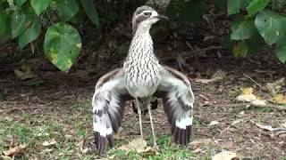 The threat display of the Bush stonecurlew [upl. by Desiri]