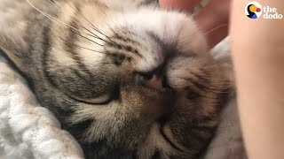 Cat Purring Has To Be The Most Relaxing Sound Ever  The Dodo [upl. by Ylak]