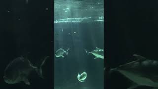 須磨海浜水族園 3shotsaquarium [upl. by Otho]