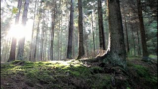 Doku Natur amp Tiere Der Dunkelsteinerwald ASTVA [upl. by Lindemann234]