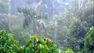 LLUVIA EN LA SELVA PNY [upl. by Muncey]