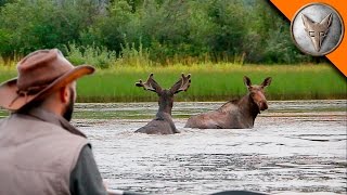 Wild Moose Encounter [upl. by Gruchot]