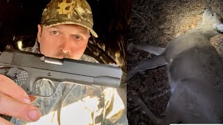 Whitetail deer shot with a 1911 45 ACP at 7 yards [upl. by Casabonne76]