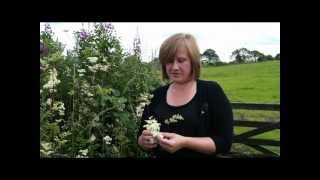 Meadowsweet a favourite versatile herbal medicine the original aspirin [upl. by Beutner967]