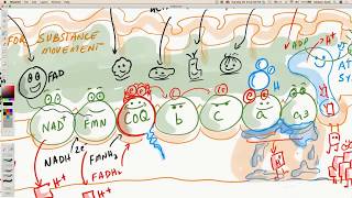 CoQ10  Coenzyme Q Electron Transport Chain [upl. by Anaytat]