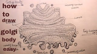 How TO Draw golgi body apparatusdiagram of golgi bodygolgi body drawing [upl. by Sivie859]