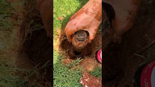 Replace Sprinkler Head in 5 Mins  Easy DIY Fix [upl. by Hgieleak]