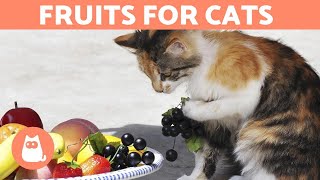 The BEST FRUIT for CATS  Feeding Guide amp Benefits [upl. by Ynnavoeg]