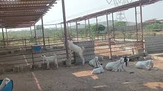 My Goat Farm Dumba Farming [upl. by Onitrof]