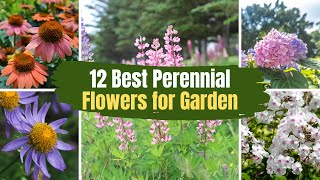 12 Best Perennial Flowers for Your Garden 🌻🌹 [upl. by Angid]