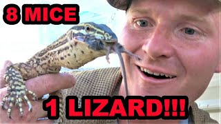 Destroy Mouse Infestation With Trained Lizard [upl. by Lleinad825]