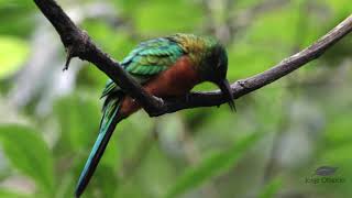 Great Jacamar [upl. by Sukhum]