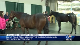 Standardbred horse sale in Harrisburg attracts buyers from around world [upl. by Norward]