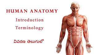 Introduction to Anatomy and Terminology for Paramedical students in Telugu [upl. by Eanal]