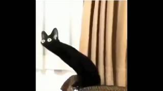 Distorted black cat meme Content Aware Scale [upl. by Masson414]