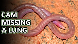 Worm Lizard facts The Wormlike Reptile  Animal Fact Files [upl. by Talyah]