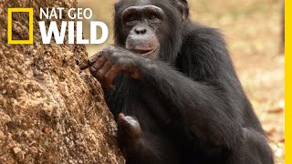 Watch As a Chimp Learns New Skills  Chimp School [upl. by Notrom]