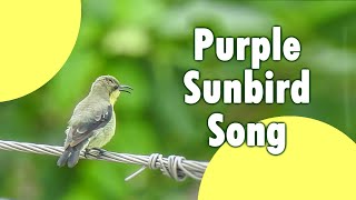 Purple sunbird in eclipse plumage singing different songs  Sound of a garden birdbackyard sounds [upl. by Aenet]