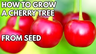 How to Grow Cherry Tree from Seed  THE SIMPLE AND EASY WAY [upl. by Kirk]