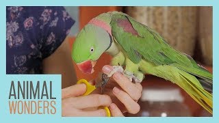 Keeping Your Parrot Clean  Bird Hygiene [upl. by Hamitaf]