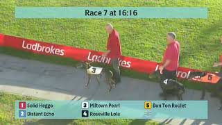 Crayford Greyhounds Races on 19th October 2024 [upl. by Viquelia]