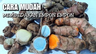 Cara mudah membedakan empon empon bumbu masak [upl. by Nnyroc]