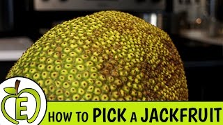 How to Pick a Ripe Jackfruit [upl. by Yelrebmik]