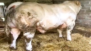 Enormous Charolais bull with big defined muscles [upl. by Asilem251]