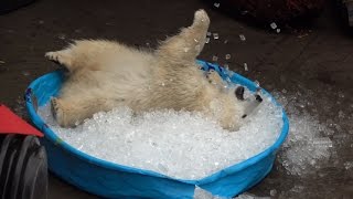 Nora the polar bear plays in kiddie pool filled with ice [upl. by Aenad]